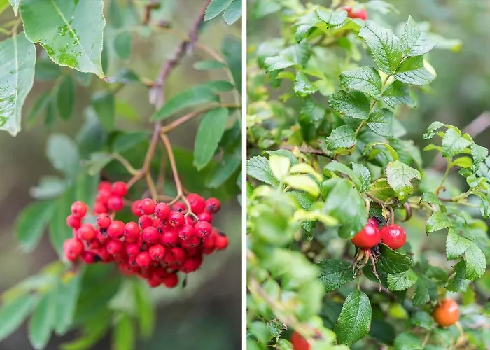 30065-ulfborg-oster-skovvej-63 펜션 *